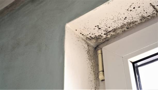 Best Mold Documentation for Insurance Claims  in Greencastle, IN
